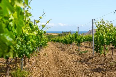 Young vineyard Stock Photos