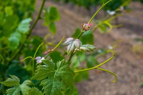 Young vineyard Stock Photos