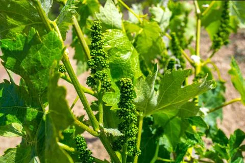 Young vineyard Stock Photos