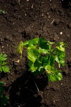 Young vineyard Stock Photos