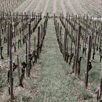 Young Vineyard Stock Photos