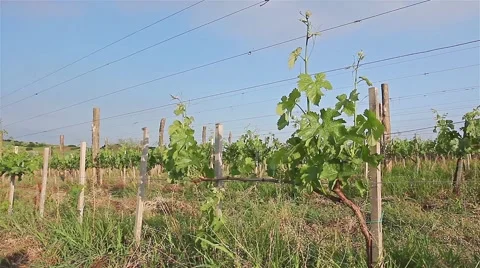 Young vineyard planted in parallel rows at hilly landscape Video stock 53748385