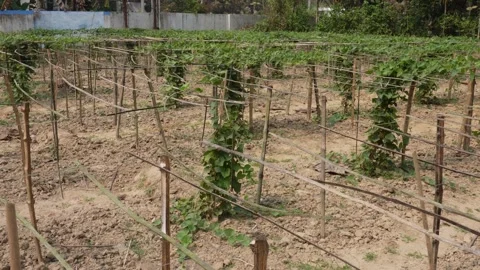 Young Vineyard Plants Stock Footage 333920751