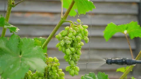 A young vineyard is sprayed against pests and diseases with a sprayer. Care for Stock Footage 316147745