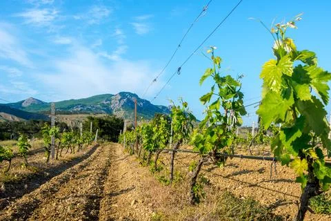 Young vineyard in spring Stock Photos