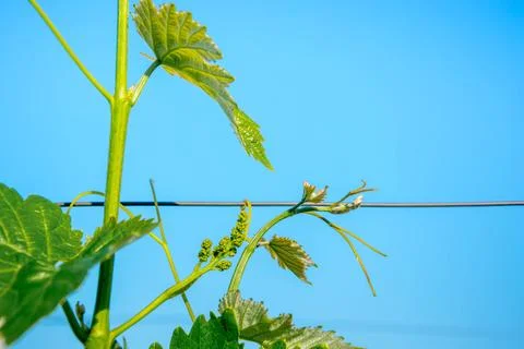 Young vineyard in spring Stock-Fotos