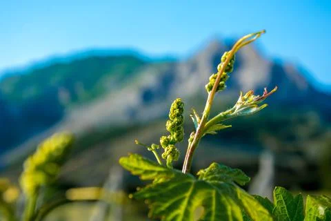Young vineyard in spring Stock Photos