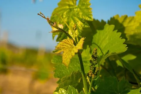 Young vineyard in spring Stock Photos