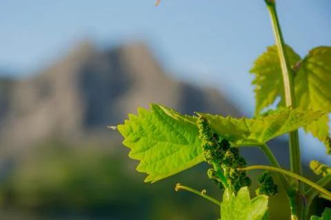 Young vineyard in spring Stock Photos