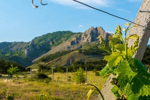 Young vineyard in spring Stock Photos