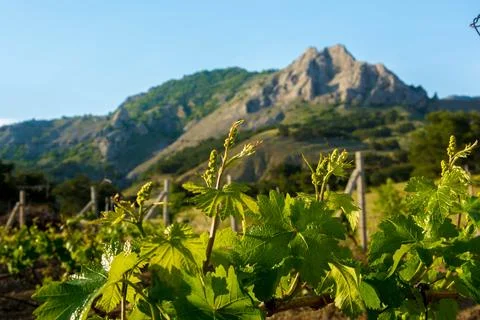 Young vineyard in spring Stock Photos