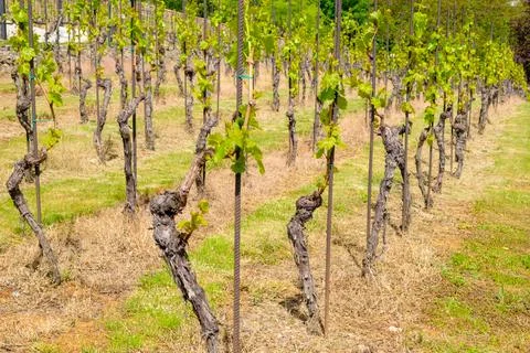 Young vineyard at sunlight. Rows of grapes on the slopes Stock Photos