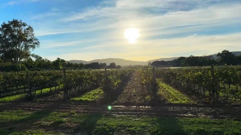 Young vineyards against the backdrop of the setting sun and picturesque Stock Footage 323197959
