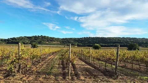 Young vineyards rows against a backdrop of picturesque hills from camera Stock Footage 323197933