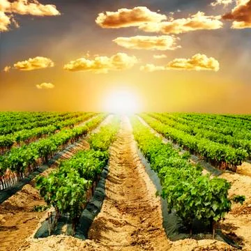 Young vineyards in rows. Stock Illustration