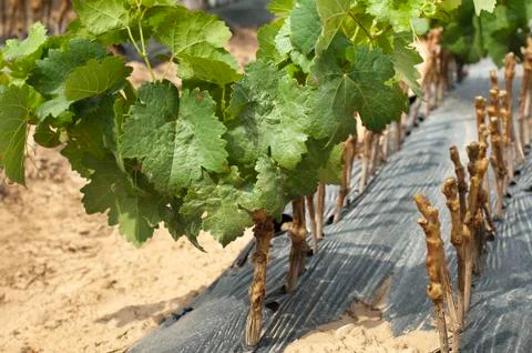 Young vineyards in rows. Stock Photos