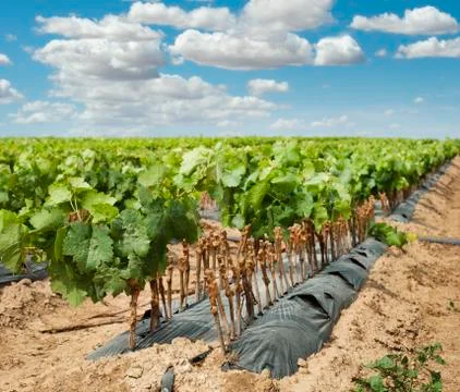 Young vineyards in rows. Stock Photos