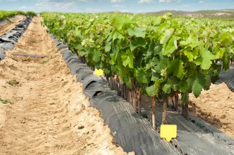 Young vineyards in rows. Stock Photos