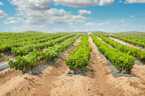 Young vineyards in rows. Fotos de archivo