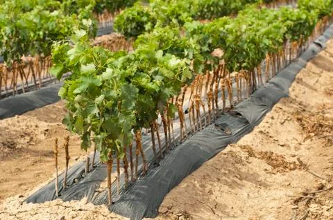Young vineyards in rows. Stock Photos