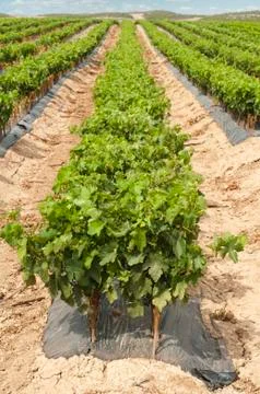 Young vineyards in rows. Stock Photos
