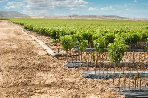 Young vineyards in rows. Stock Photos