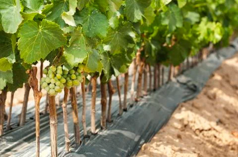 Young vineyards in rows. Stock Photos