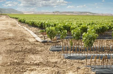 Young Vineyards in rows. Stock Photos