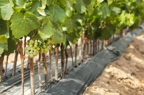 Young Vineyards in rows. Stock Photos