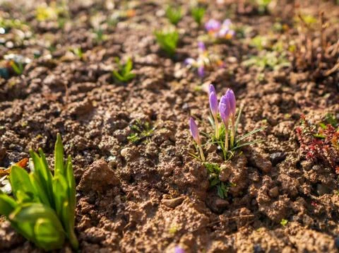 Young violet crocus in spring with brown clay around Stock Photos