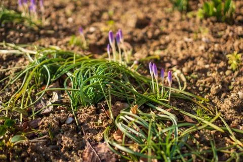 Young violet crocus in spring with brown clay around Stock Photos