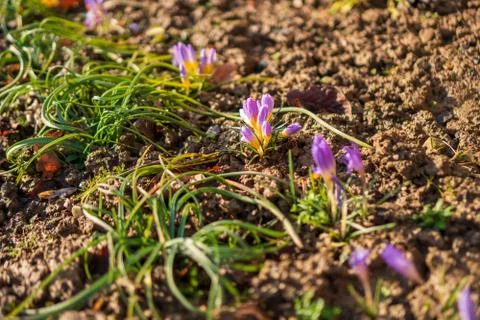 Young violet crocus in spring with brown clay around Stock Photos