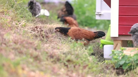 Young Vorwerk chicken walking through a backyard chicken garden Stock Footage 336857125