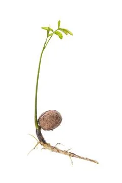 Young Walnut sapling grow from nut Stock Photos