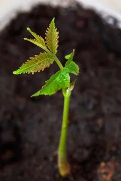 Young walnut sprout Stock Photos