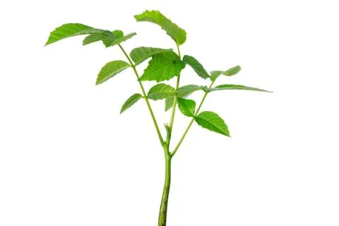 Young walnut sprout Stockfoto's