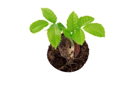 Young walnut sprout Photos