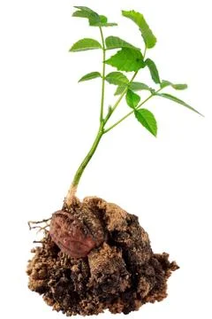 Young walnut sprout 库存照片