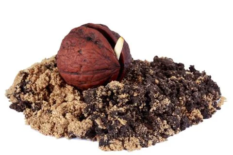 Young walnut sprout Stock Photos
