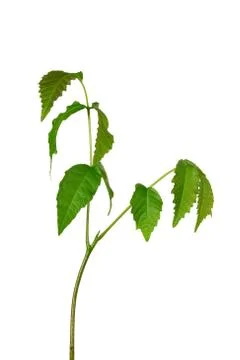 Young walnut sprout Stock Photos