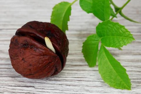 Young walnut sprout Stockfoto's
