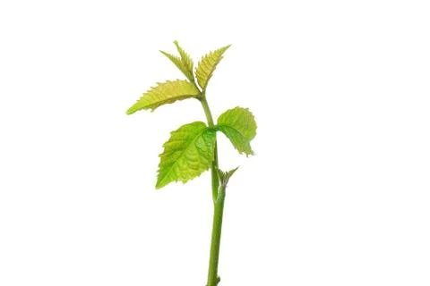 Young walnut sprout Stock Photos