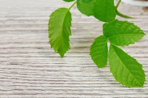 Young walnut sprout Stock Photos