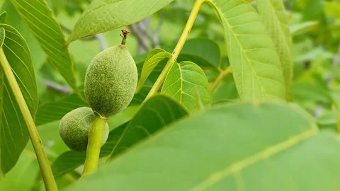 Young walnut swaying in the wind Video stock 154900972