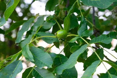 A young walnut on a tree branch Stock Photos