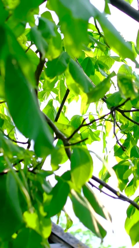 Young walnut tree leaves in spring with a residential house in the background Stock Footage 345732216