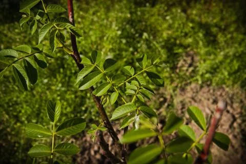 Young walnut tree Foto stock
