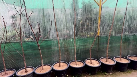 Young Walnut Tree Saplings in Plastic Pots at Nursery Stock Footage 303260994