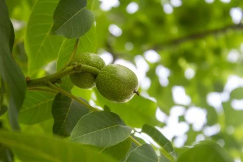 Young walnuts on green background Stock Photos