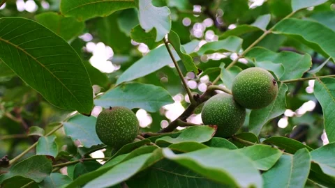 Young walnuts in a green shell grow on a tree branch with leaves Stock Footage 261080785